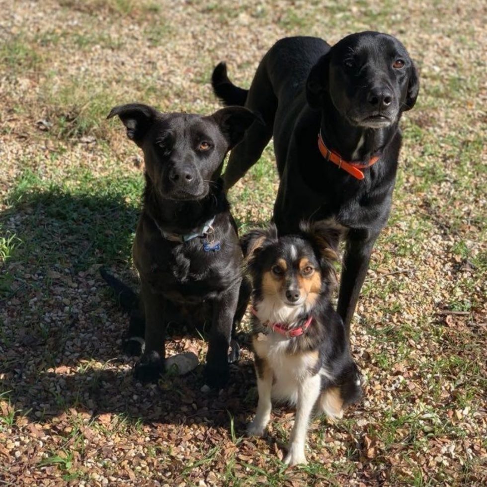 Best Vet In TX 78633 Castlerock Pet Hospital