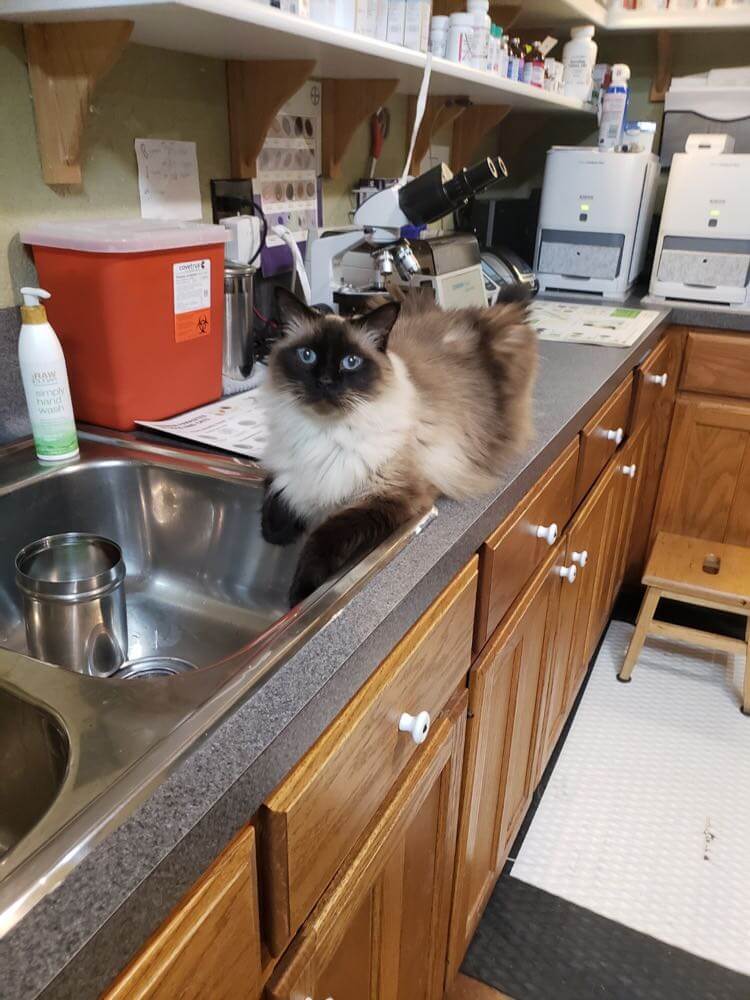 cat sitting on counter
