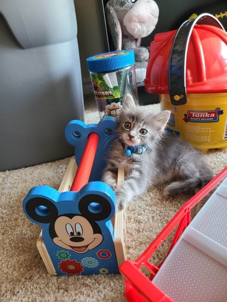 kitten playing with toy