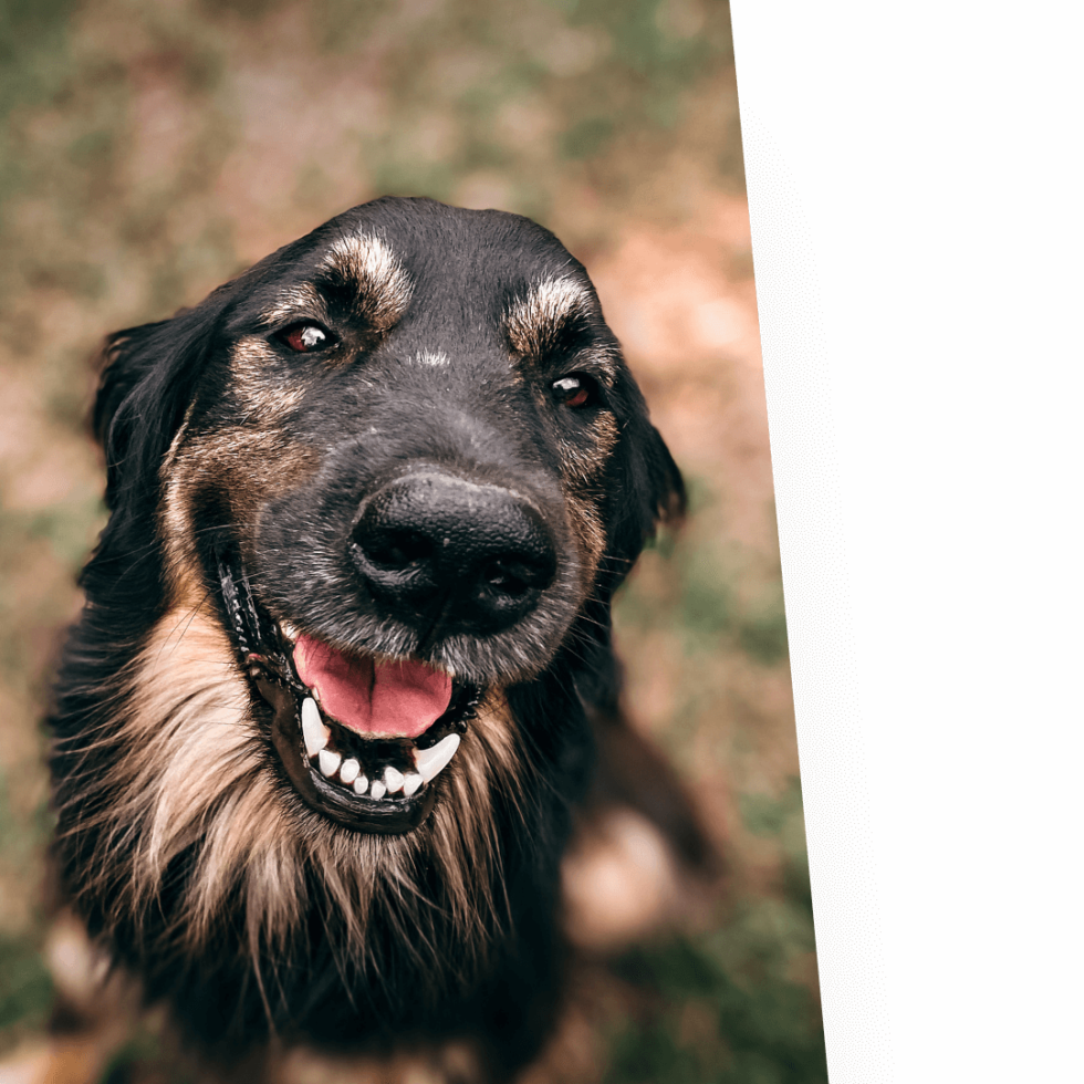 Pet Information In TX Castlerock Pet Hospital