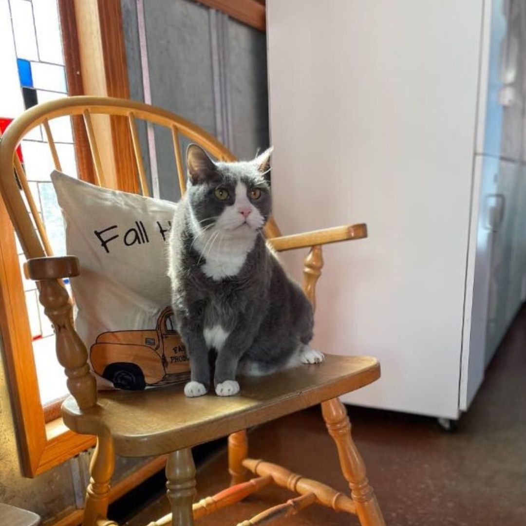 cat on chair