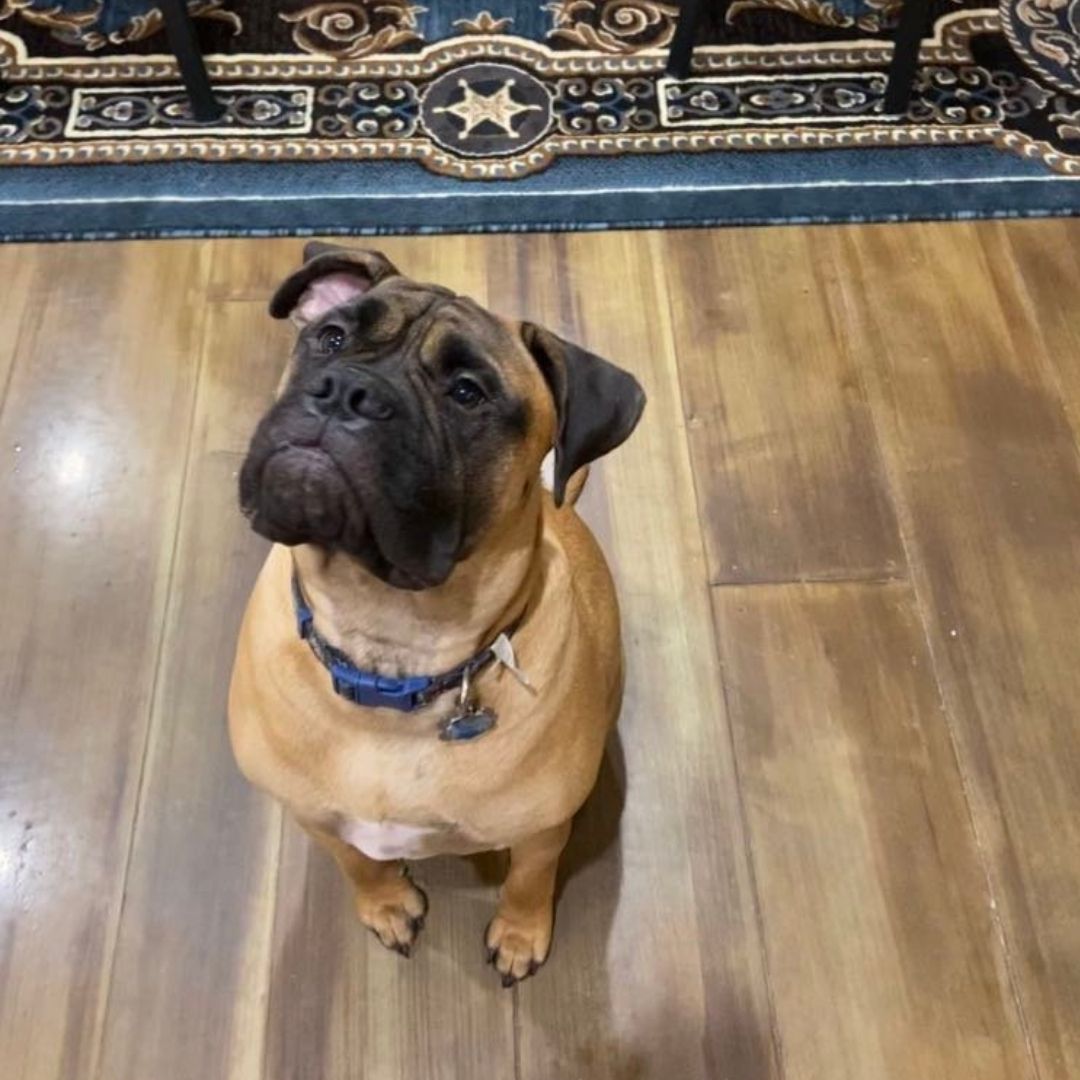 large dog sitting indoors