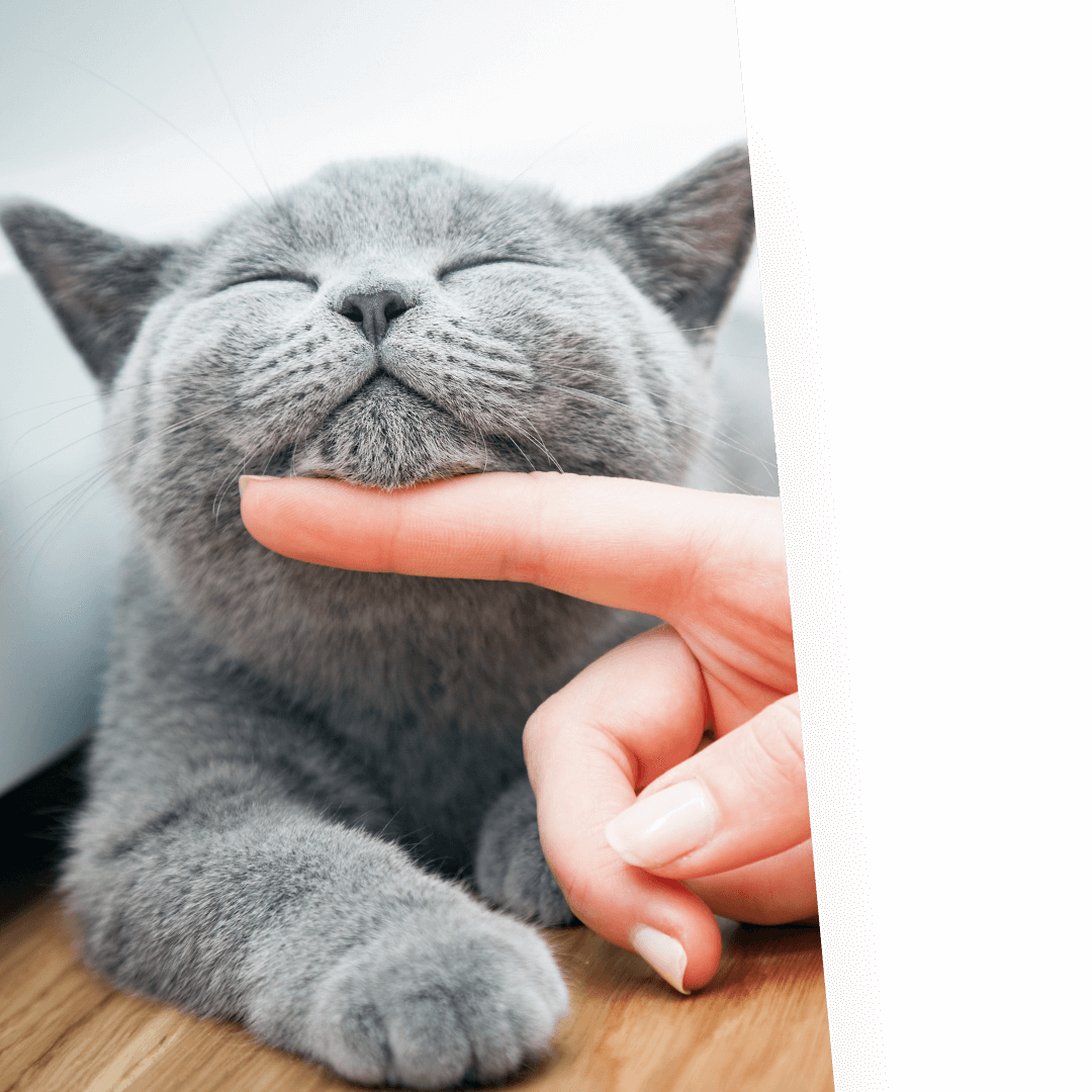 person petting gray cat