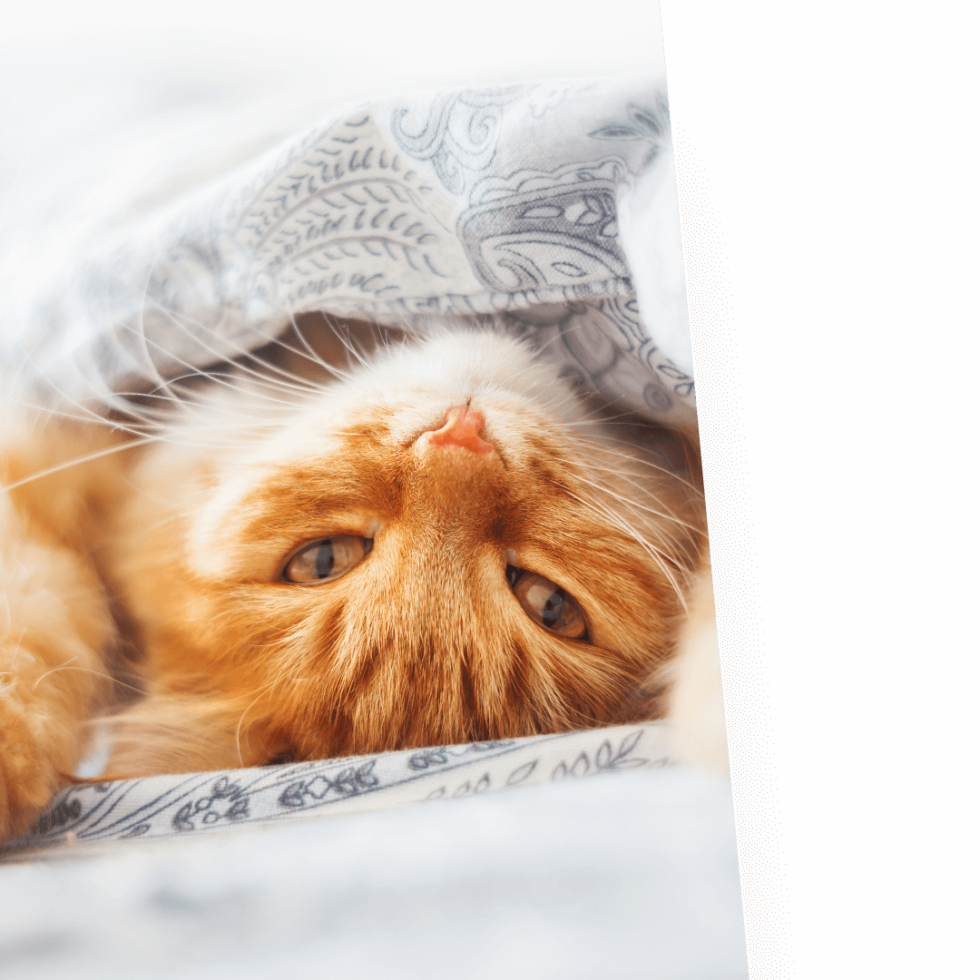 TX 78633 Veterinary Services CPH